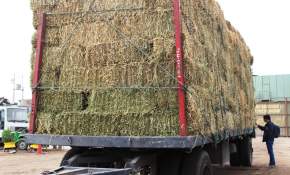 INDAP entregará más de 80 mil kilos de pasto a ganaderos de Parinacota