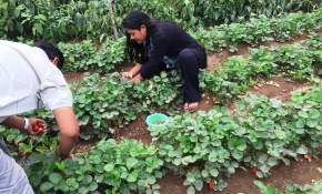 Agricultores de Arica apuestan por el desarrollo de nuevos mercados