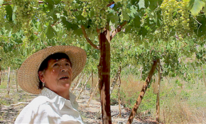 Paltas, mangos y uva de mesa invita a cosechar agricultora de Los Canales en Alto del Carmen [FOTOS]