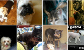Arica: A través de Facebook buscan y encuentran a mascotas perdidas en el terremoto 