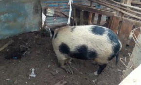Terrible: Detectan grave caso de maltrato animal al interior del Liceo Agrícola de Lluta [FOTOS]