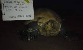[FOTOS] Impacto en Arica por hallazgo de 10 tortugas marinas decapitada en la playa