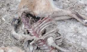 Agrupación animalista denuncia abandono y maltrato animal en Centro de Hipoterapia de las Llosyas en  Arica [FOTOS + VIDEOS]