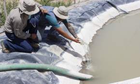 Arica: Comienzan diseminación de peces mosquito para prevenir aparición del Aedes Aegypti