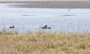 Arica: Las aves del humedal del río Lluta en los ojos del mundo