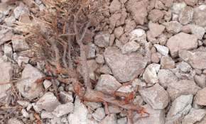 Proyecto ‘Trinidad’: Dirigentes denuncian “daño irreparable” a sitios arqueológicos en Belén [FOTOS]